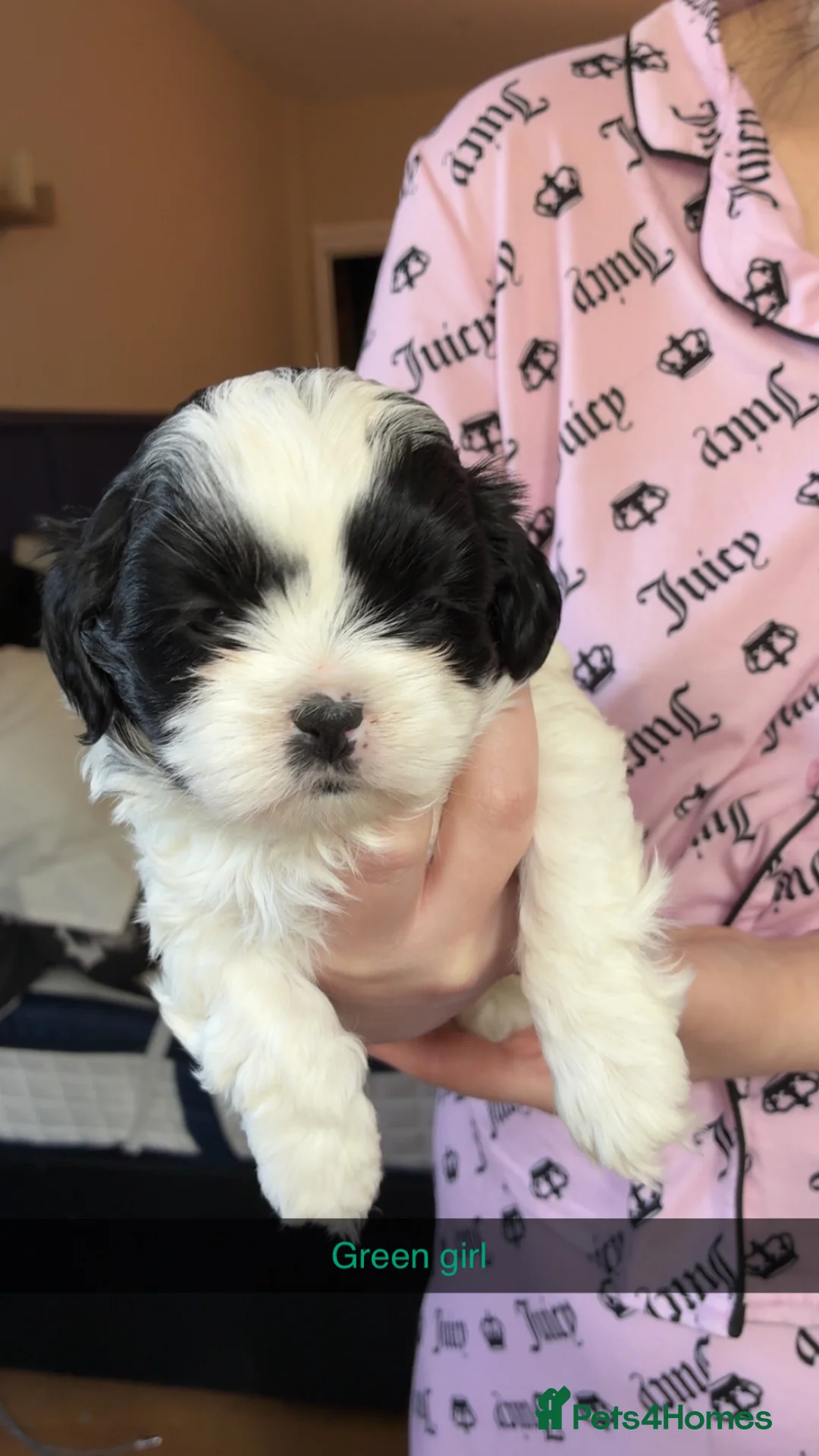 Shihpoo dogs for sale: Shihpoo puppies - Advert 10