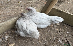 Chickens poultry for sale: 🐣 Beautiful Orpington Chicks & Cockerels for Sale - Image 5