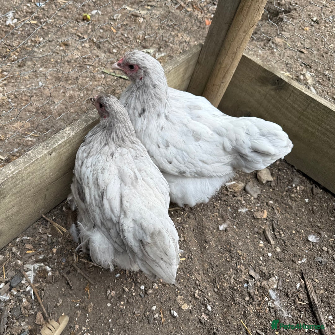 Chickens poultry for sale: 🐣 Beautiful Orpington Chicks & Cockerels for Sale - Image 5