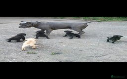 Mixed Breed dogs for sale: Ready to collect – Cane Corso puppies  - Image 1