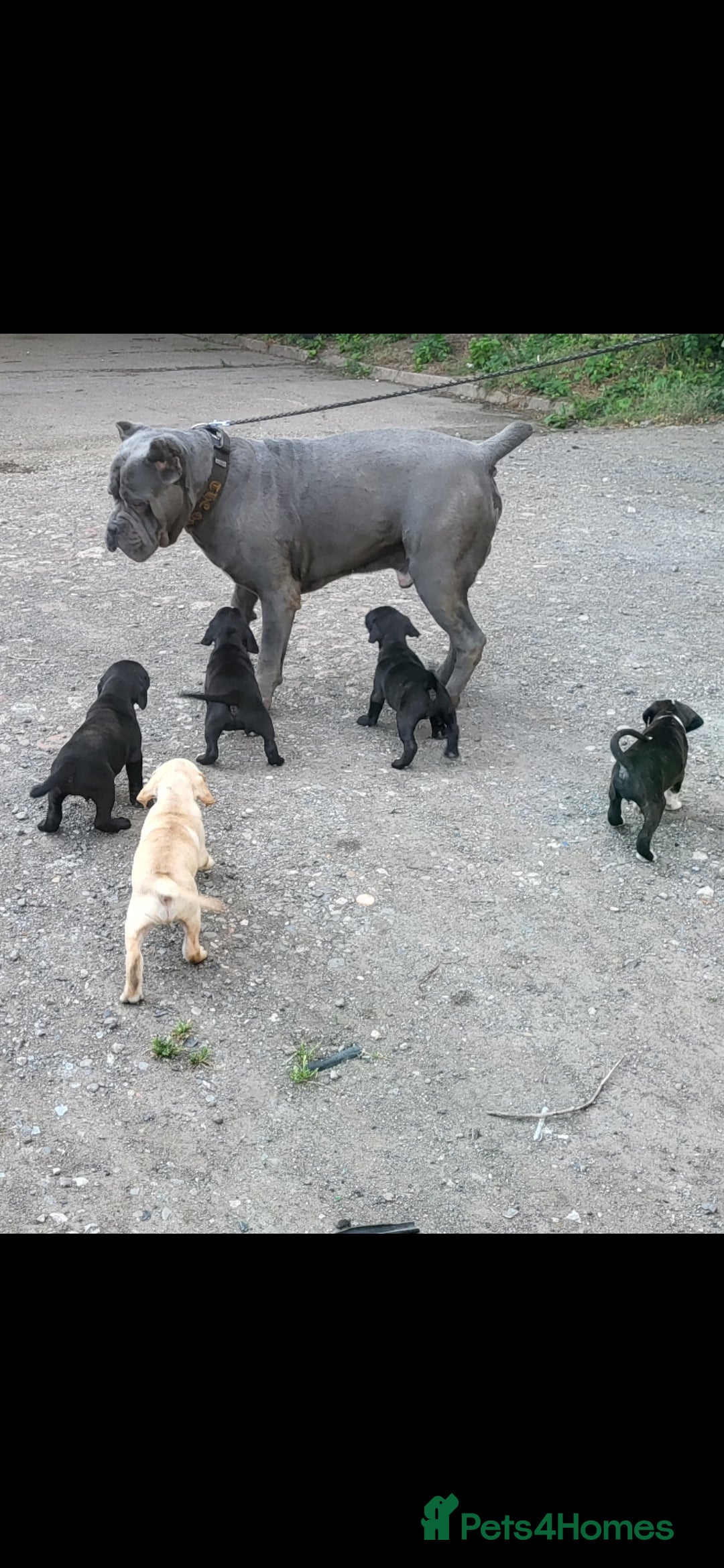 Mixed Breed dogs for sale: Ready to collect – Cane Corso puppies  - Image 1