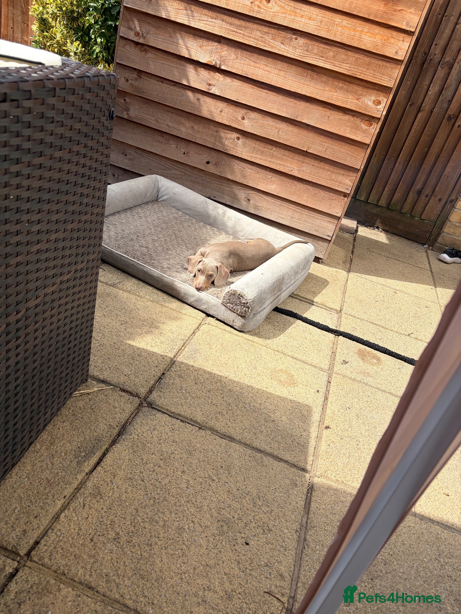 Dachshund dogs 3 month old Isabella tanned Dachshund  - Advert 5
