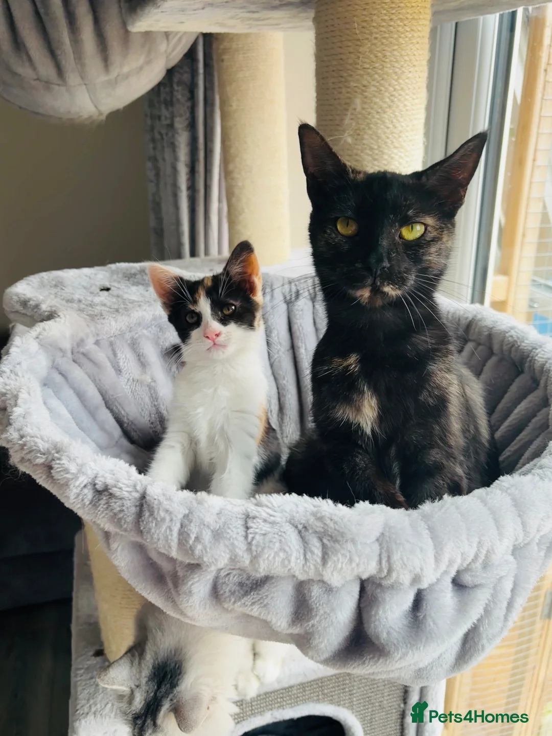 Mixed Breed cats for sale: Beautiful calico kitten READY NOW - Advert 2