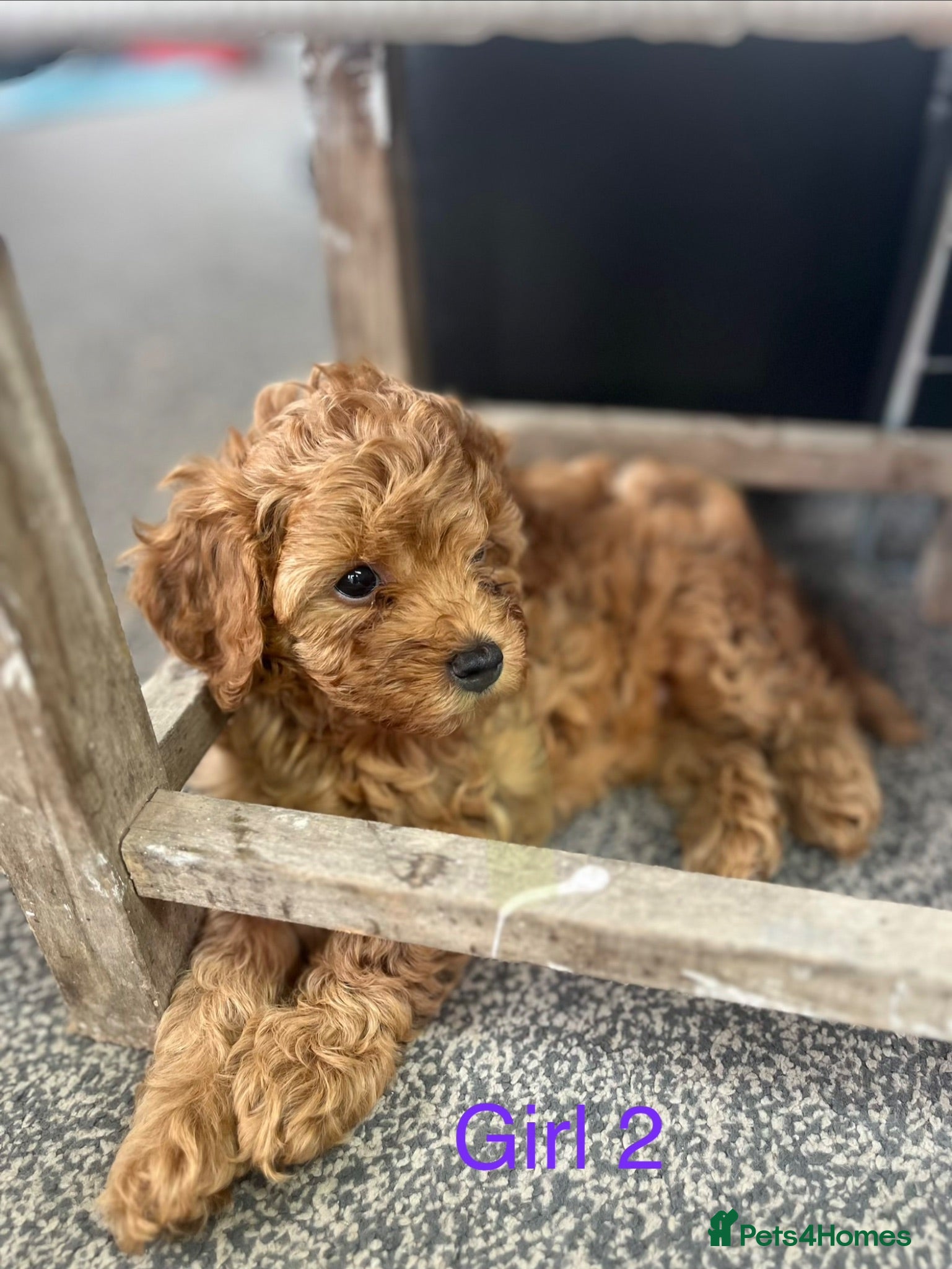 Cavapoo dogs Stunning red Cavapoo pups  - Advert 2