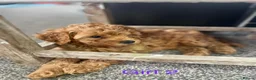 Cavapoo dogs for sale: Stunning red Cavapoo pups  - Advert 7