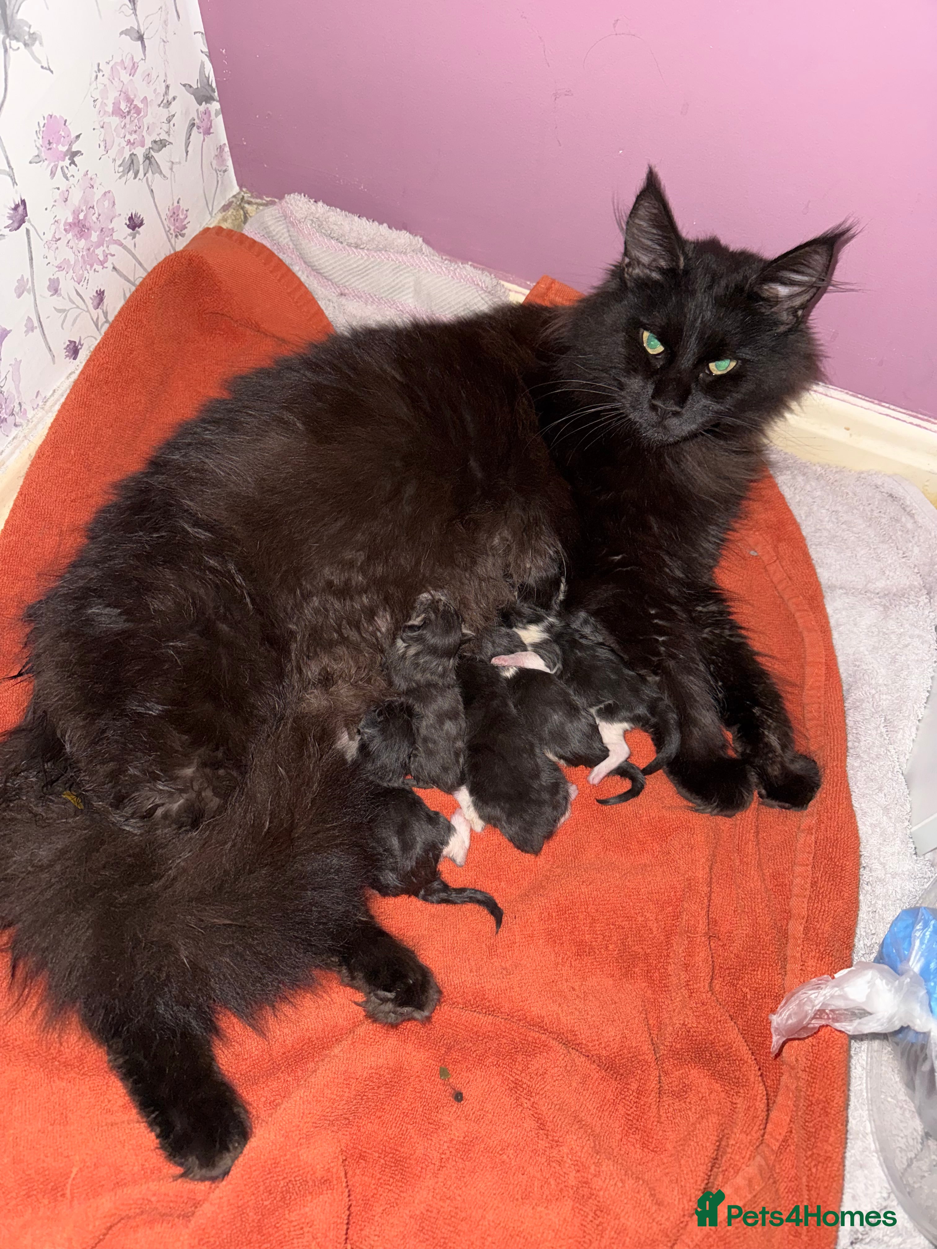 Maine Coon cats Beautiful Maine Coon Kittens – Ready to Reserve 🐾 - Advert 13