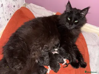 Maine Coon cats Beautiful Maine Coon Kittens – Ready to Reserve 🐾 - Advert 13