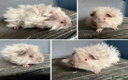Guinea Pig rodents for sale: Guinea Pig Swiss and Lunkarya Boars  - Image 2