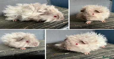 Guinea Pig rodents - Advert 2
