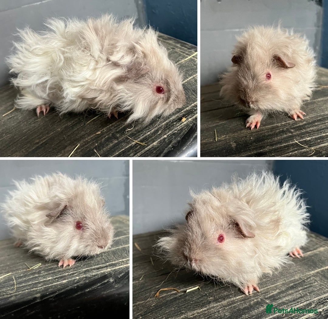 Guinea Pig rodents for sale: Guinea Pig Swiss and Lunkarya Boars  - Image 2