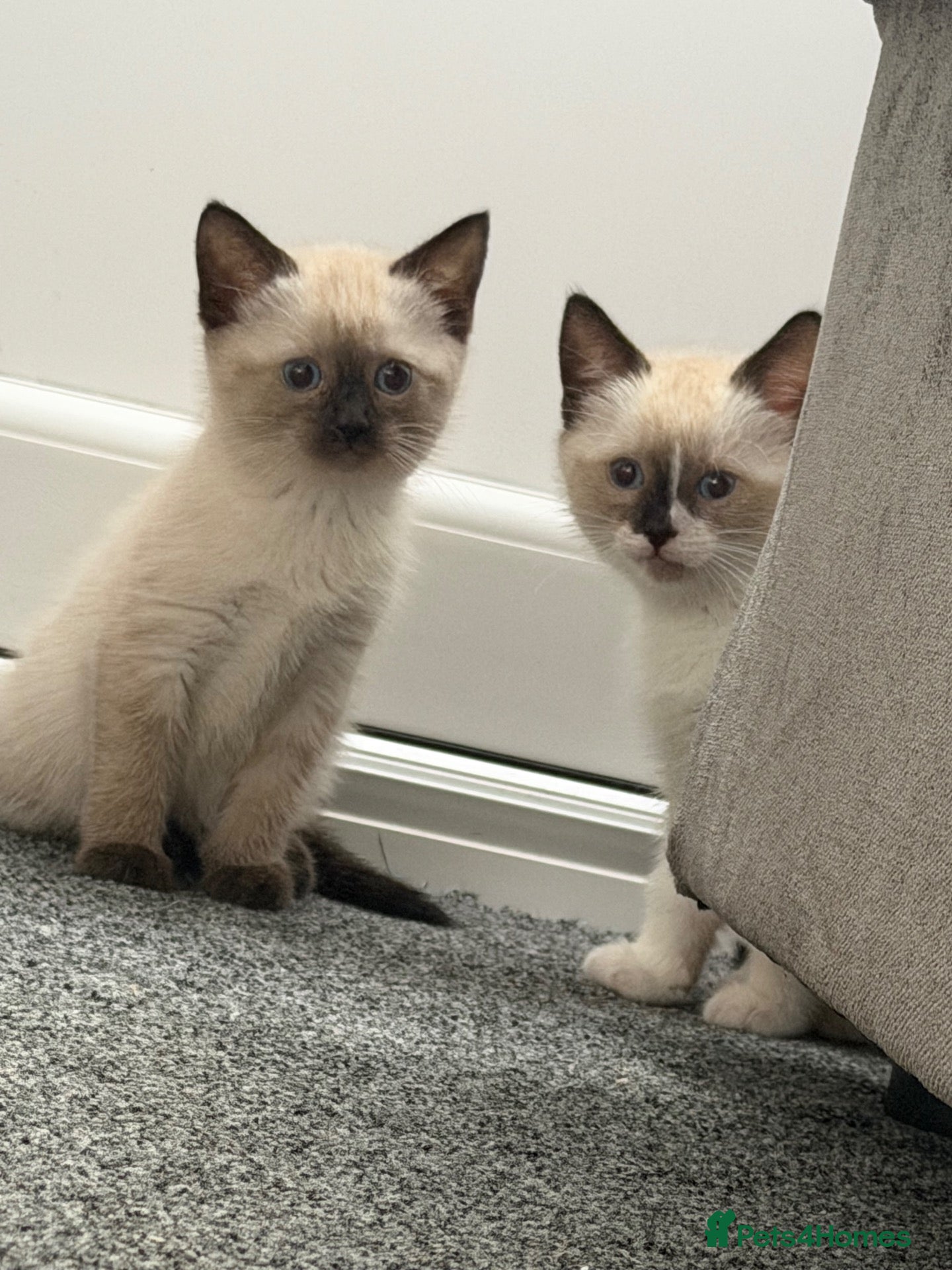Mixed Breed cats  ragdoll cross kittens  - Advert 18