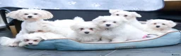 Maltese dogs for sale: Purebred Maltese Puppies – Loving Homes 🐶💛 - Advert 21