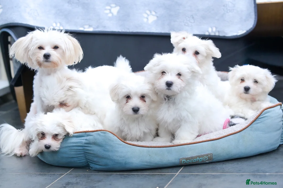 Maltese dogs for sale: Purebred Maltese Puppies – Loving Homes 🐶💛 - Advert 21