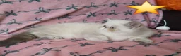 Exotic cats for sale: EXCEPTIONAL PERSIAN EXOTIC KITTENS  - Advert 10