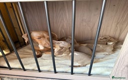 Miniature Dachshund dogs for sale: miniature dash hound puppys  - Advert 4