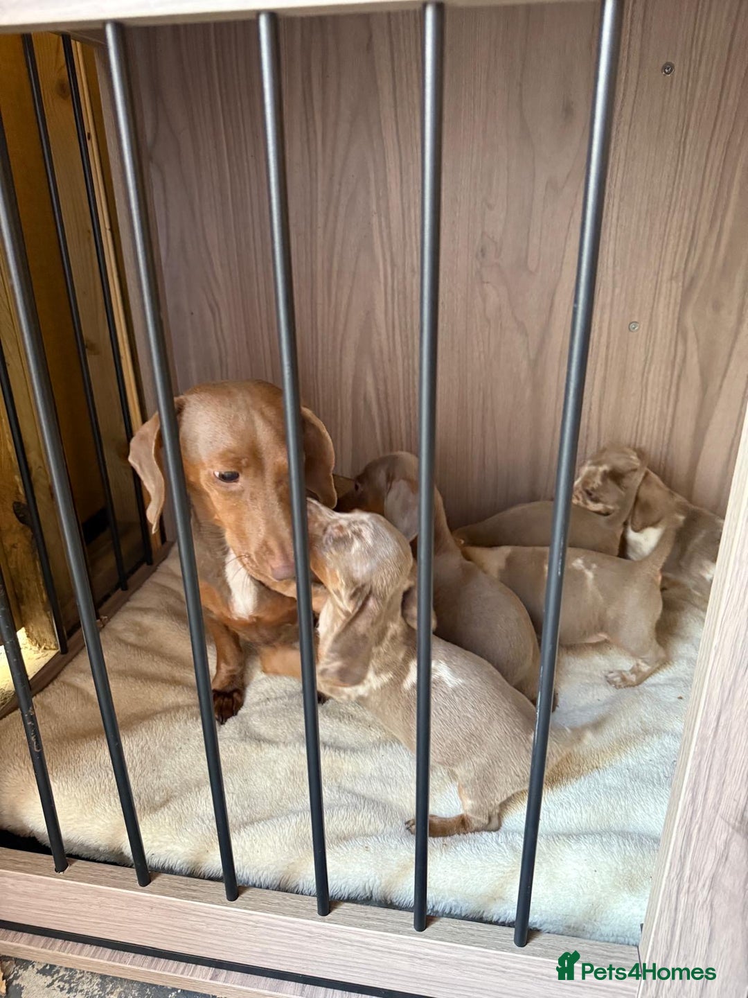 Miniature Dachshund dogs for sale: miniature dash hound puppys  - Advert 4