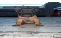 French Bulldog dogs for sale: French bulldog cross pups  - Image 6