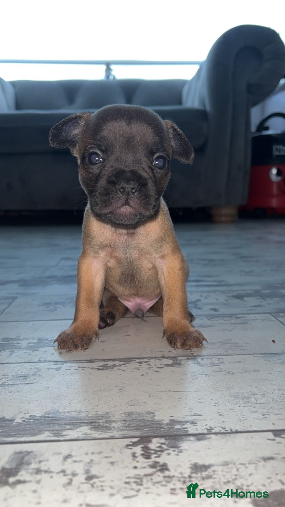 French Bulldog dogs for sale: French bulldog cross pups  - Image 6