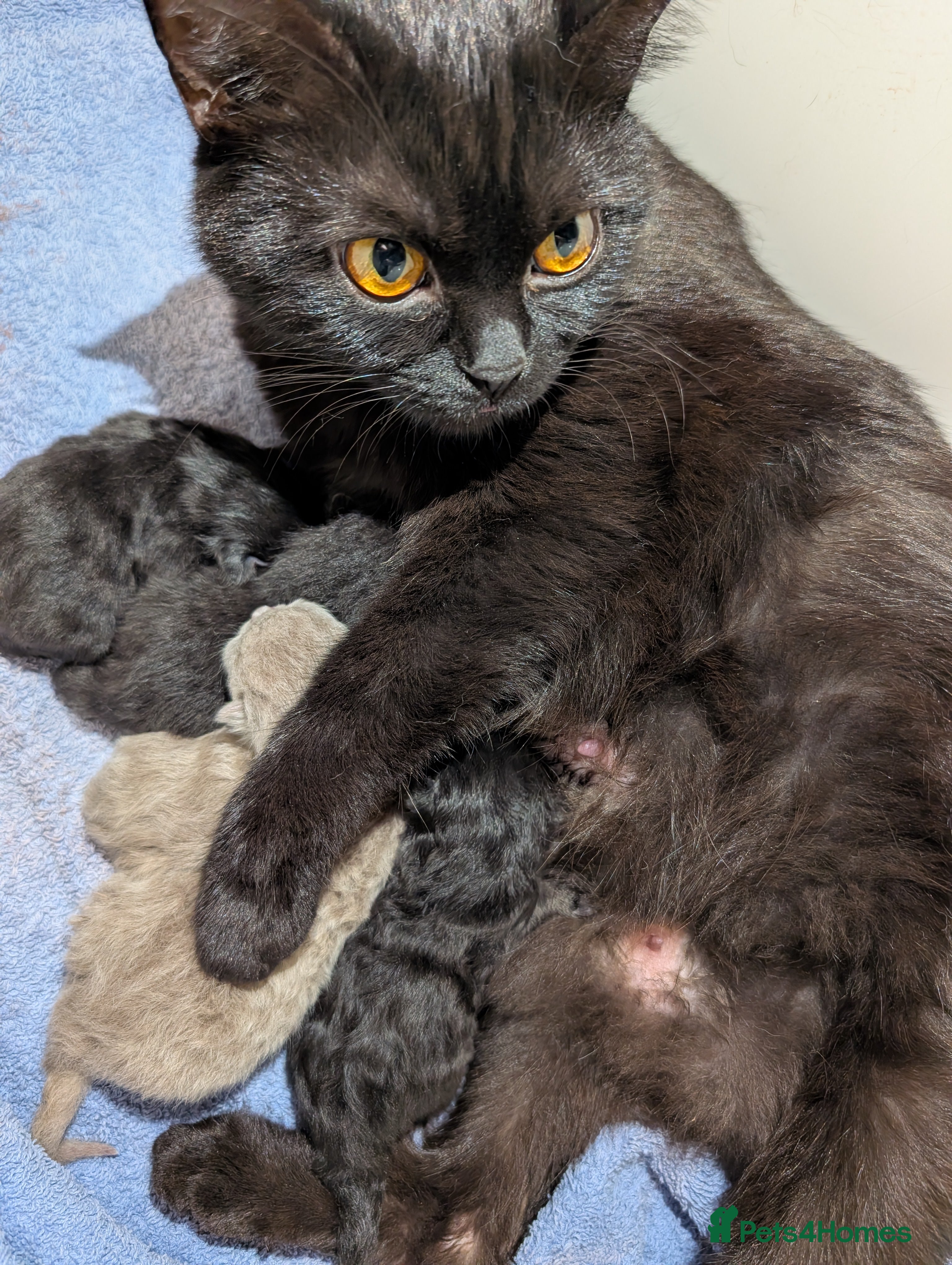 British Longhair cats British shorthair/longhair in Lutterworth - Advert 9