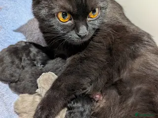 British Longhair cats British shorthair/longhair in Lutterworth - Advert 9