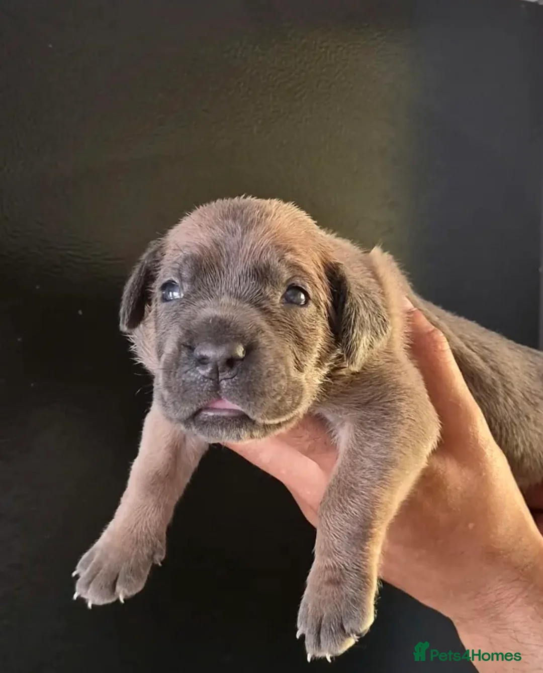 Cane Corso dogs for sale: Cane Corso Puppies for sale  - Advert 2