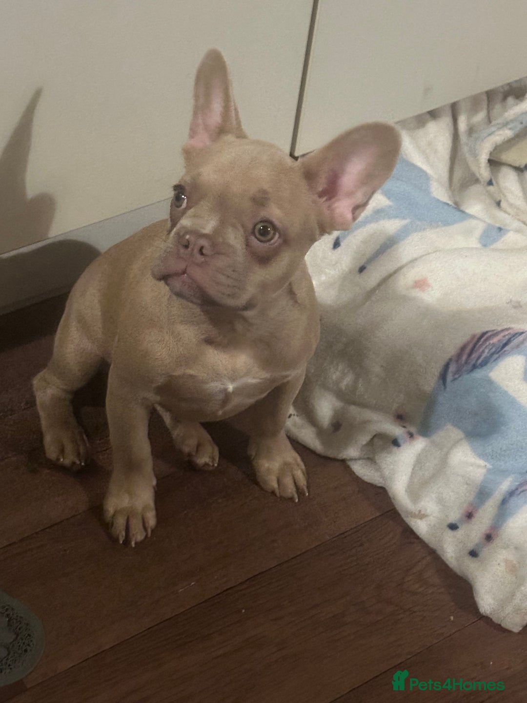 French Bulldog dogs for sale: Daisy - Advert 2