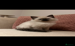 Ragdoll cats for sale: Adorable Ragdoll Kittens - Image 4