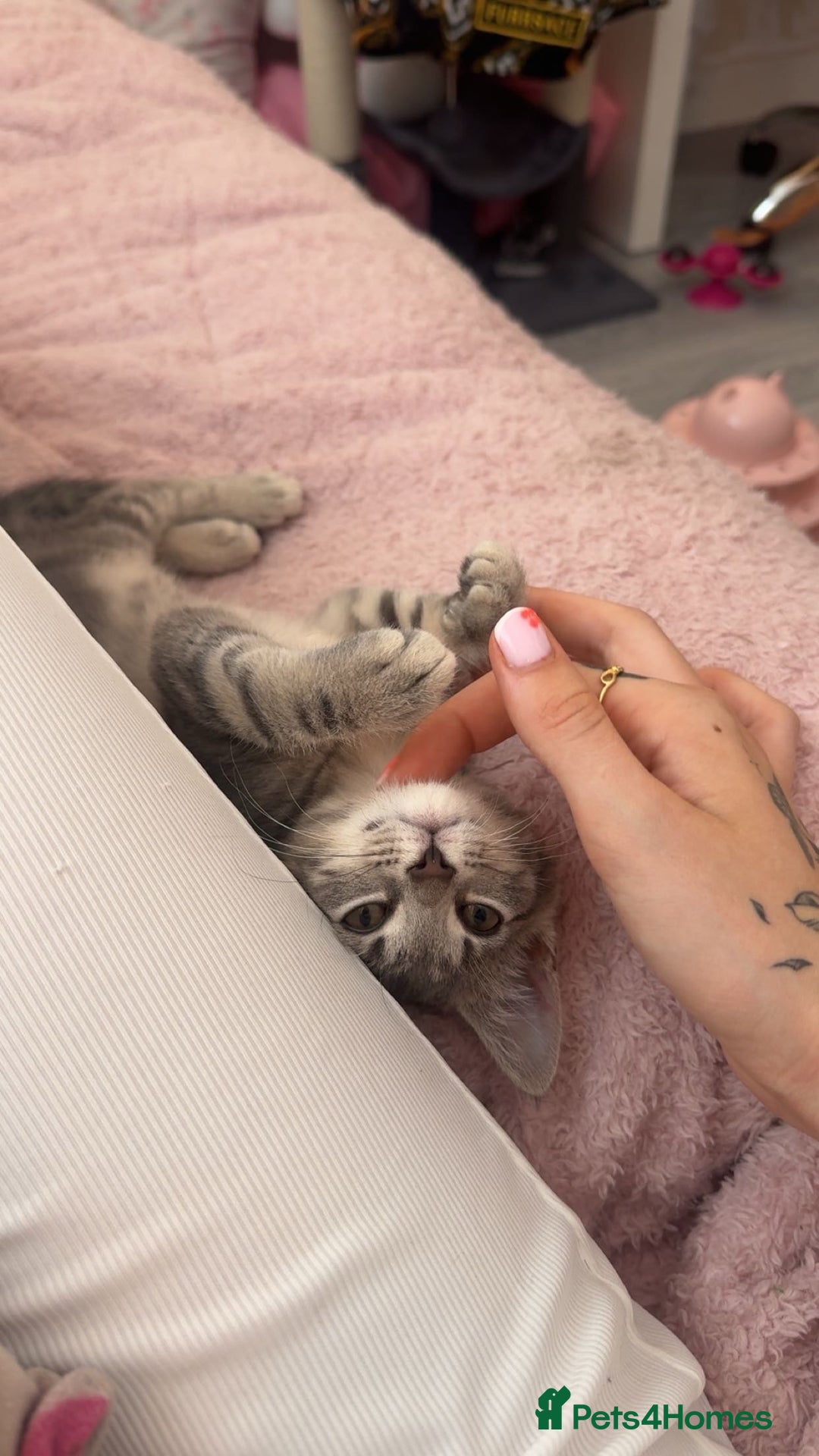Bengal cats for sale: REDUCED 12week old bengal for sale ASAP - Image 2