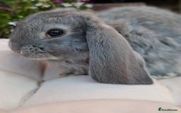 French Lop rabbits for sale: Pure bred french lop babies - Image 3