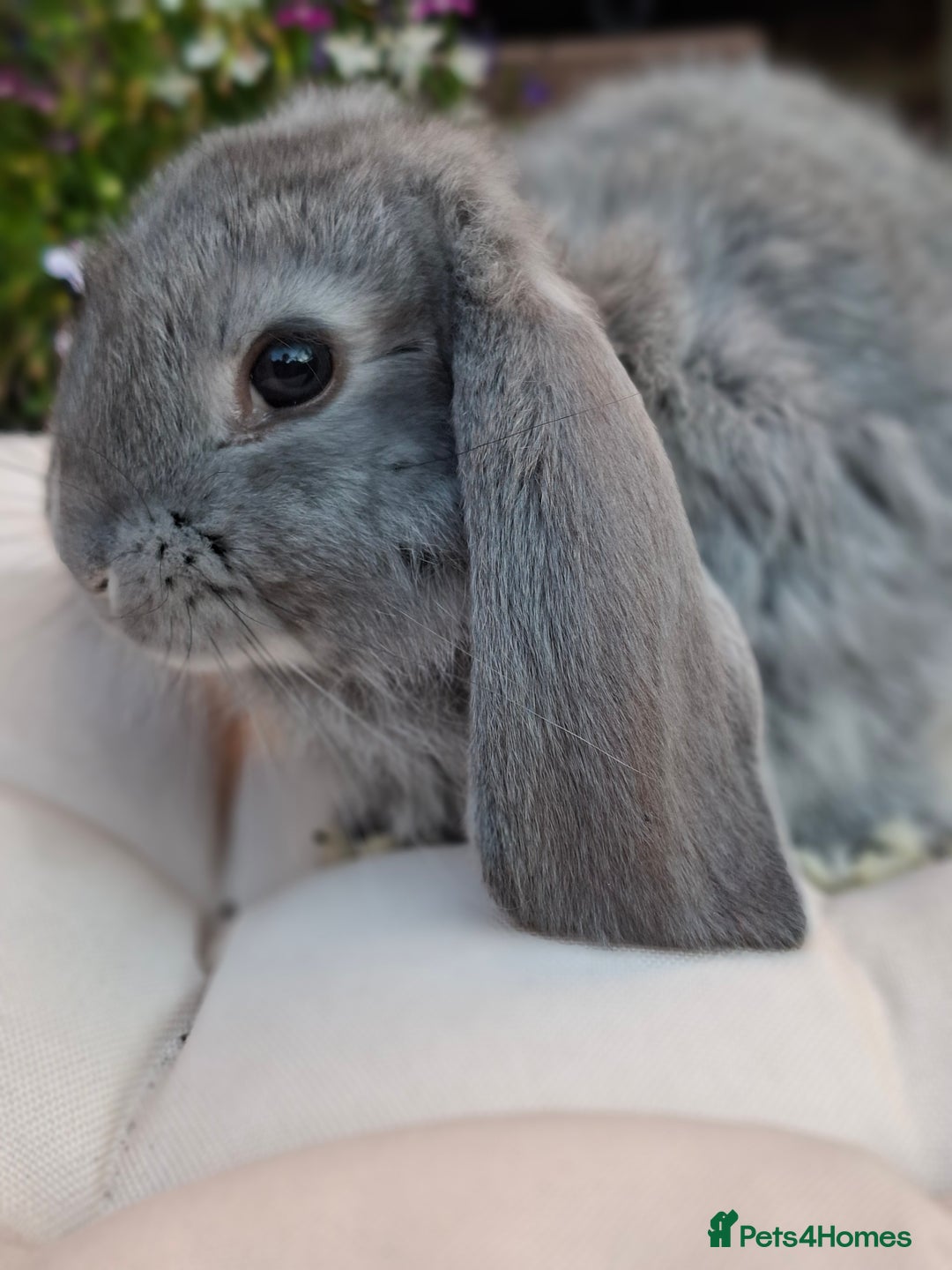 French Lop rabbits for sale: Pure bred french lop babies - Image 3