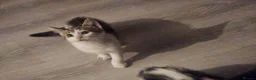 Mixed Breed cats for sale: Beautiful kitties  - Advert 2