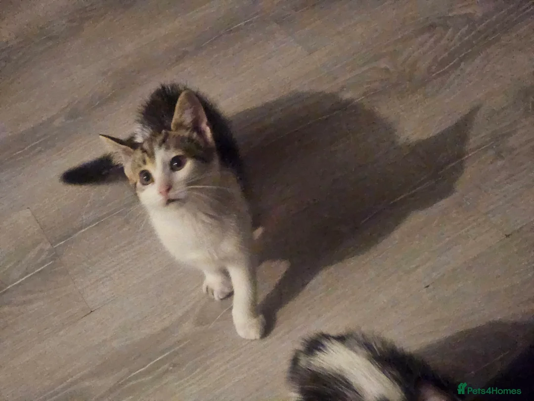 Mixed Breed cats for sale: Beautiful kitties  - Advert 2