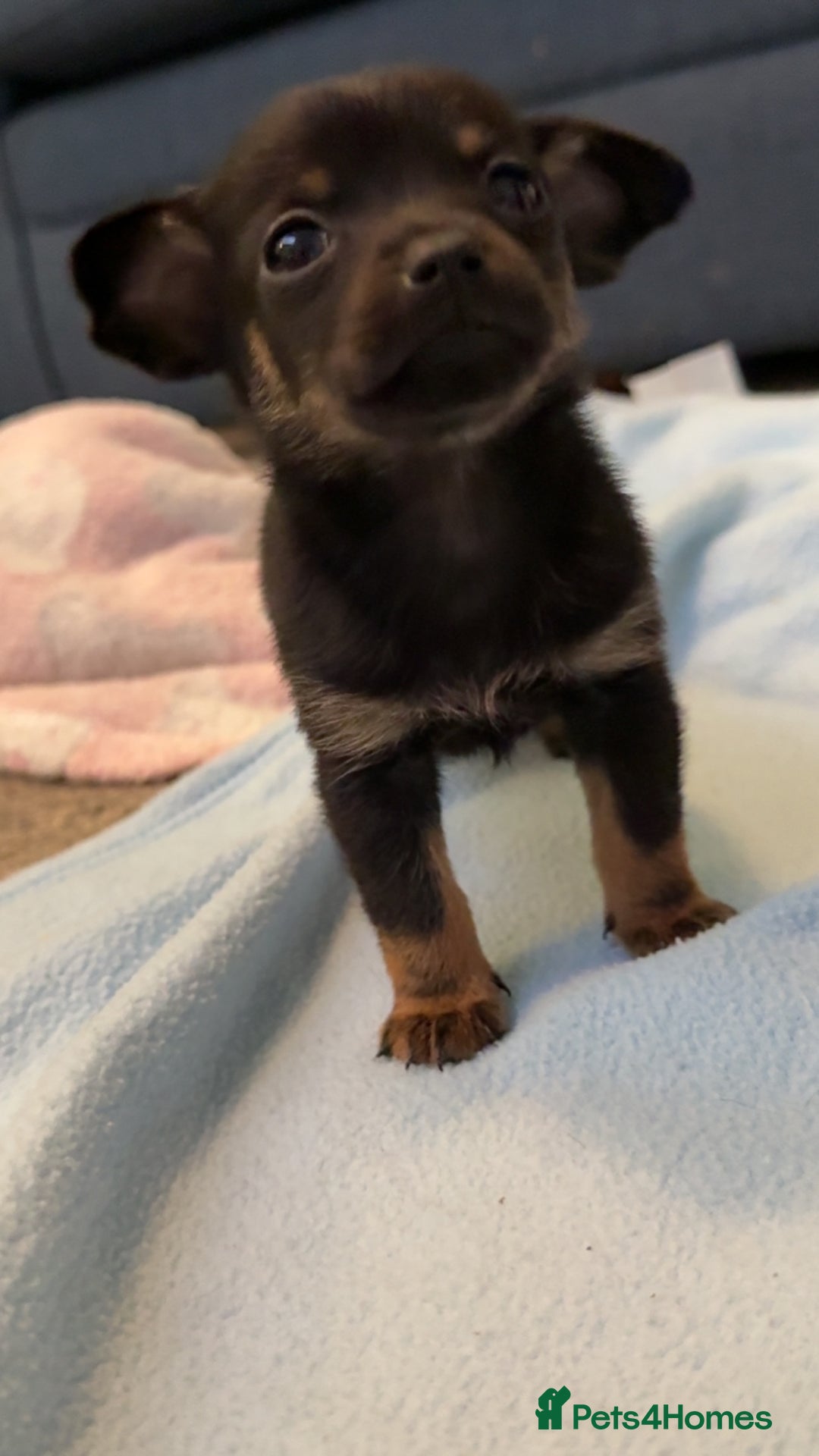 Mixed Breed dogs for sale: Doxipoo puppy  - Advert 2