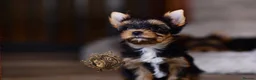 Yorkshire Terrier dogs for sale: STUNNING MINIATURE YORKIES KC DNA - Advert 2
