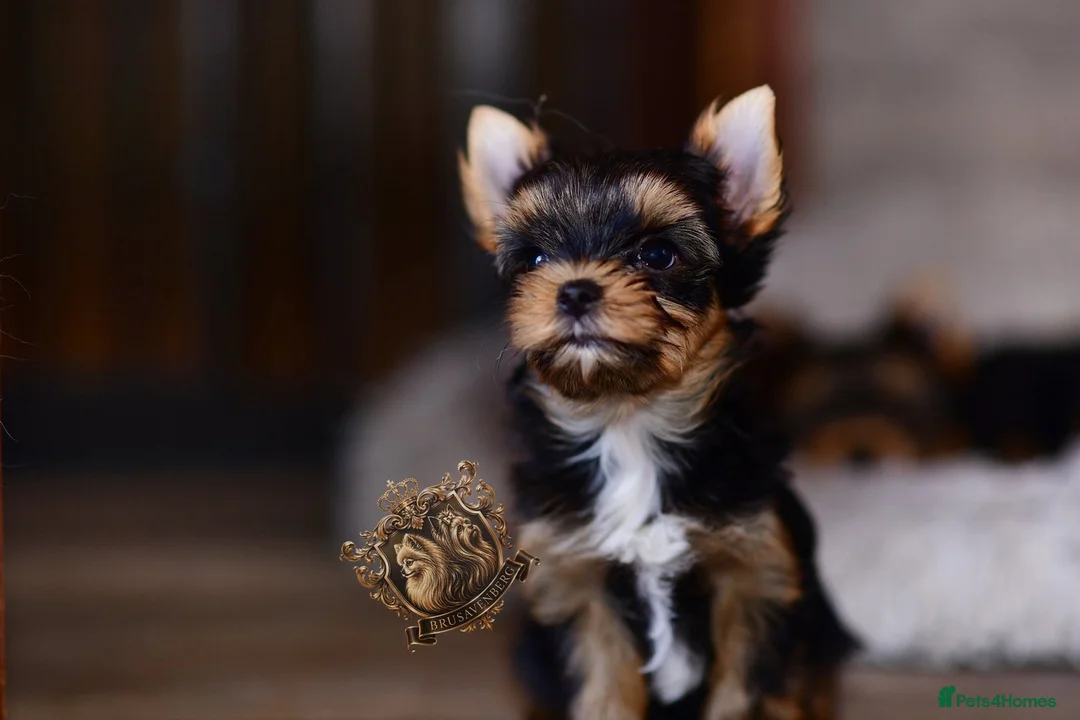 Yorkshire Terrier dogs for sale: STUNNING MINIATURE YORKIES KC DNA - Advert 2