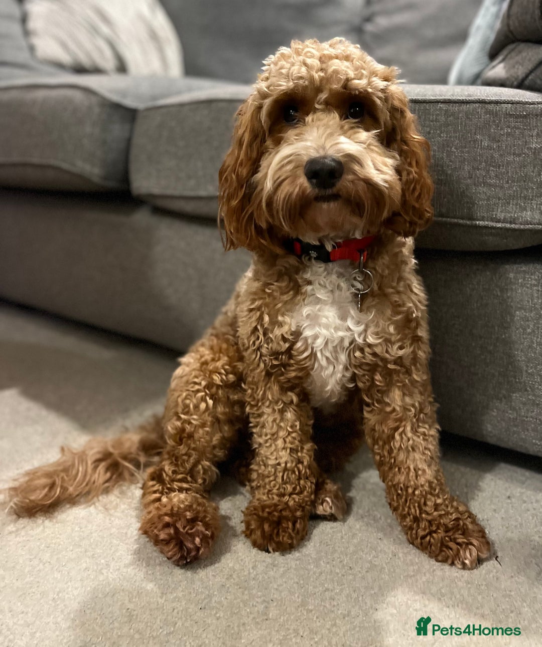 Cockapoo dogs for sale: Bella - Playful & Gorgeous Cockapoo (17 months) - Advert 2