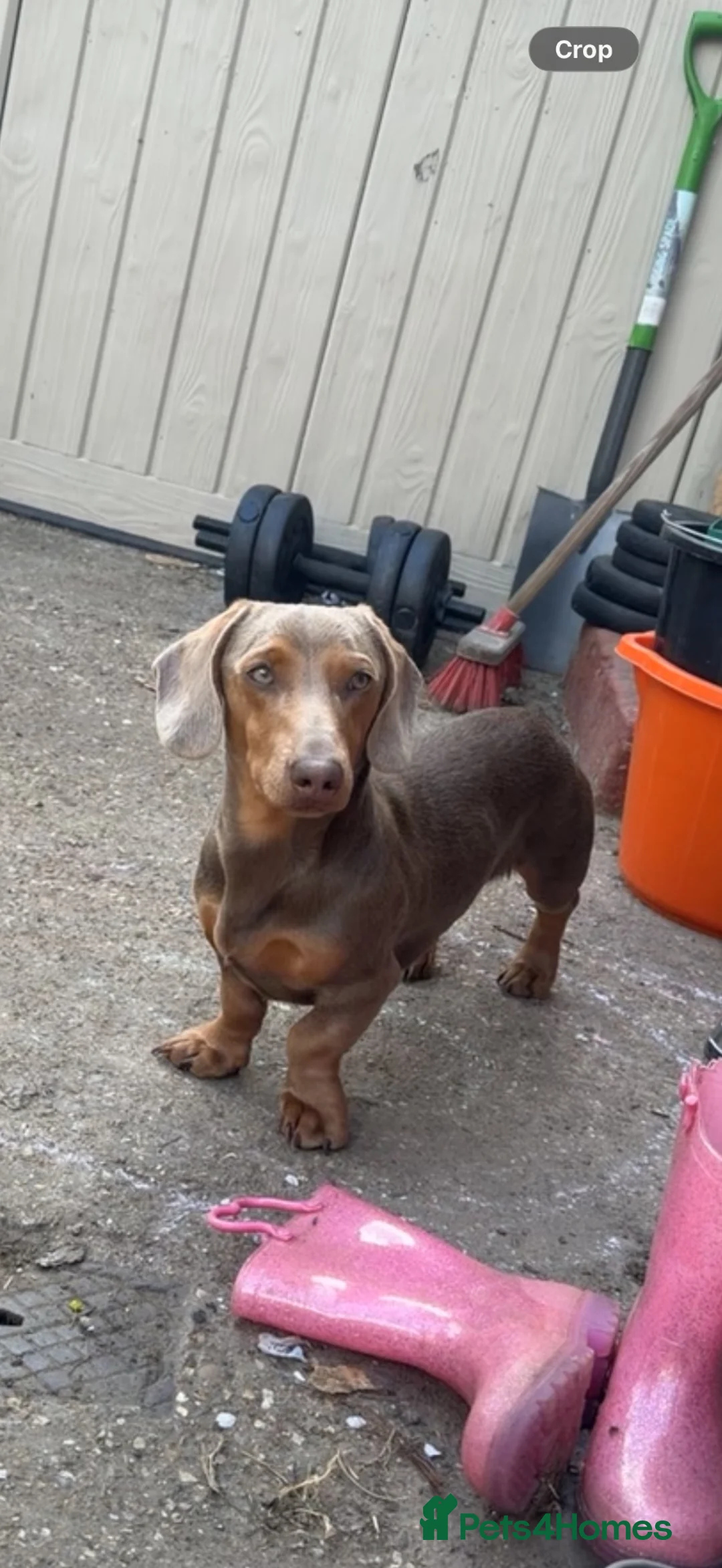Miniature Dachshund dogs for sale: 1 YEAR OLD BOY - Advert 1