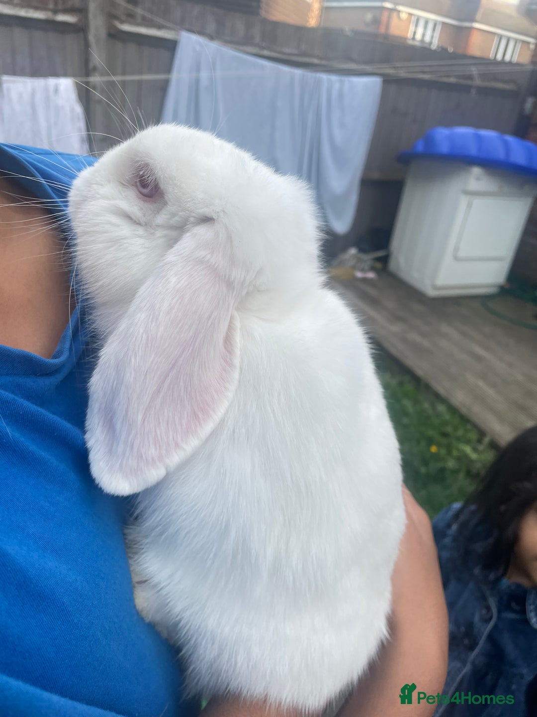 Mini Lop rabbits for sale: Pure breed mini lop - Image 2