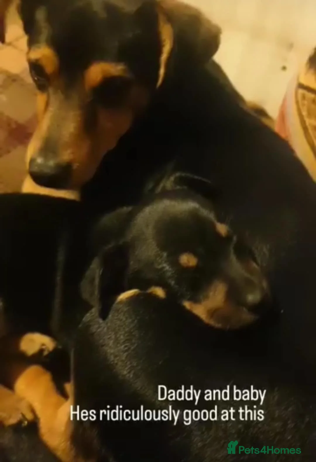 Jack Russell dogs for stud: Stud Black and Tan Jack Russell  in Llanidloes - Advert 6