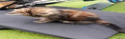Mixed Breed cats for sale: Kittens for sale - Advert 9