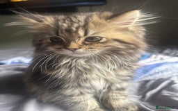 Persian cats for sale: Last 2 Boys! READY TO LEAVE - Image 12