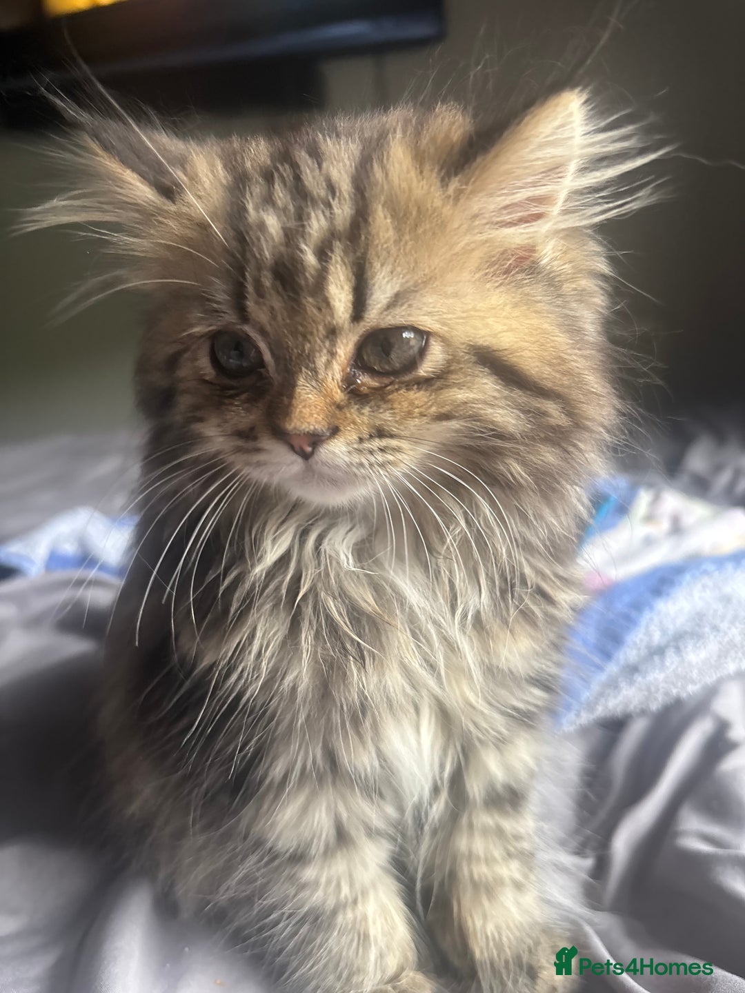 Persian cats for sale: Last 2 Boys! READY TO LEAVE - Image 12