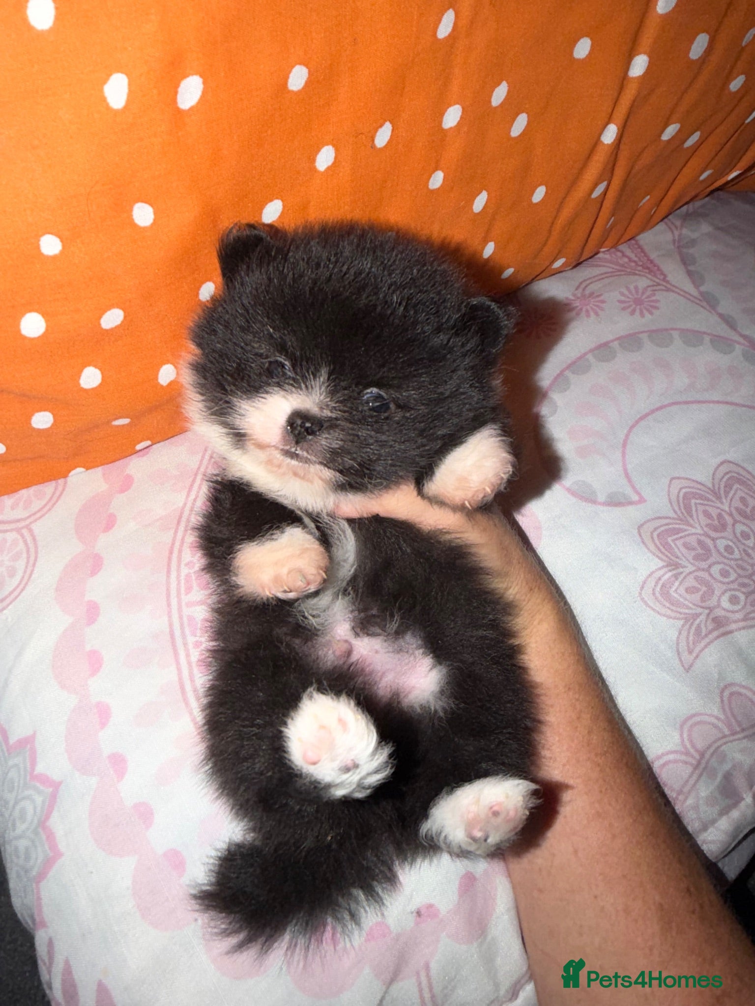Pomeranian dogs 🧸 TOP QUALITY TEDDY BEAR POMS 🧸 - Advert 17