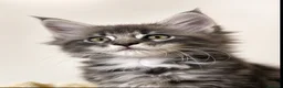 Maine Coon cats for sale: Find Your Purrfect Match 🐾 - Advert 17