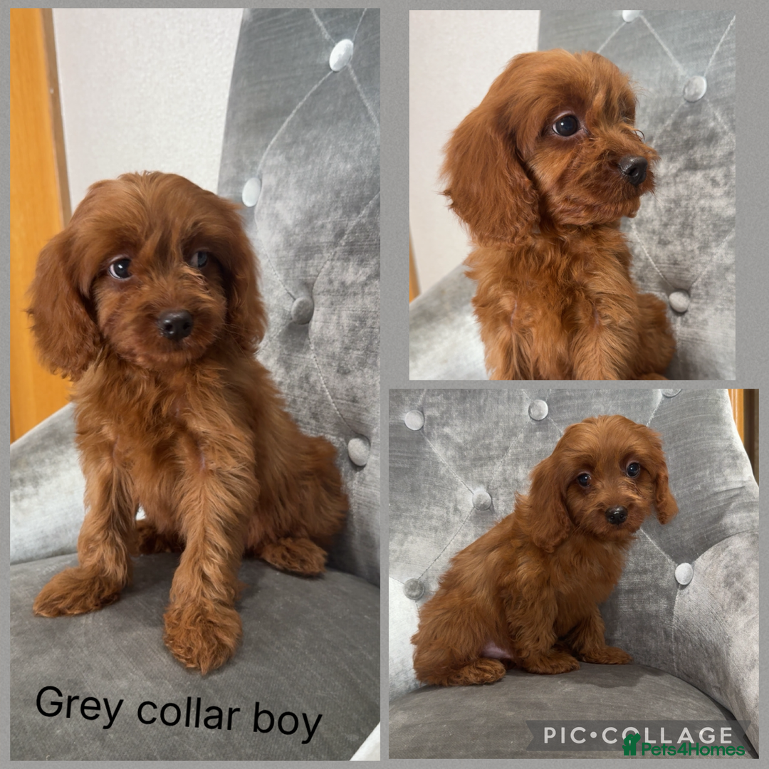 Cavapoo dogs for sale: 💙 F1 Cavapoos ready now 🩷 - Image 5