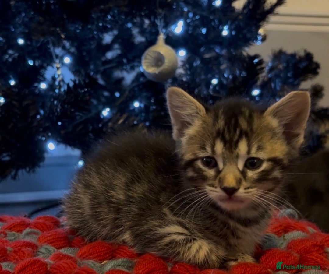 Domestic Shorthair cats for sale: Domestic shorthaired kittens - Advert 6