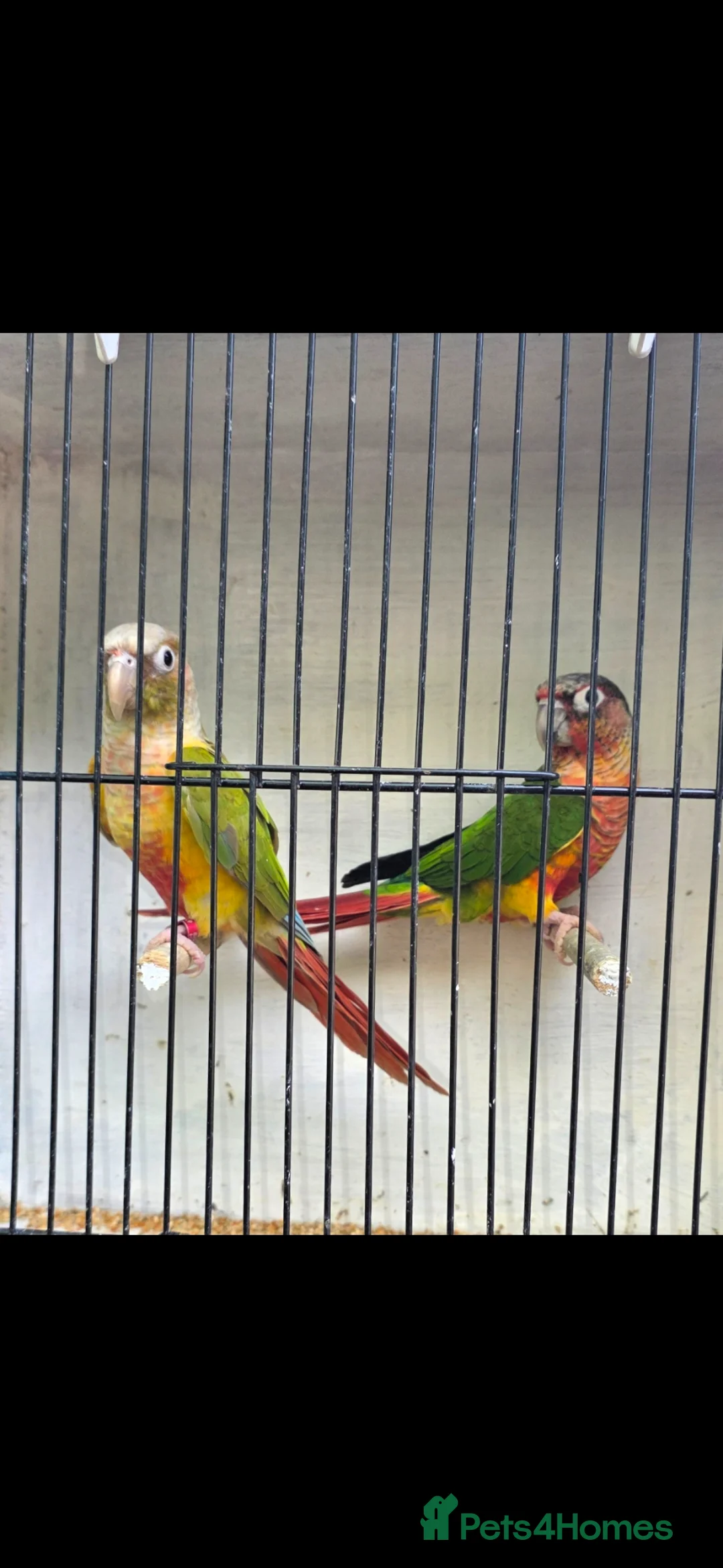 Budgerigars birds for sale: Coming Soon: Hand-Raised & Aviary Baby Birds! 🐦 - Advert 1