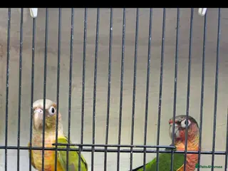 Budgerigars birds Coming Soon: Hand-Raised & Aviary Baby Birds! 🐦 - Advert 13