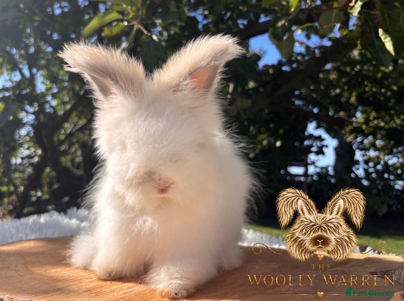 Angora rabbits Fully Vaccinated Pedigree English Angoras  - Advert 1