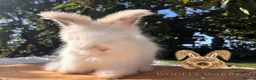 Angora rabbits for sale: Fully Vaccinated Pedigree English Angoras  - Advert 11